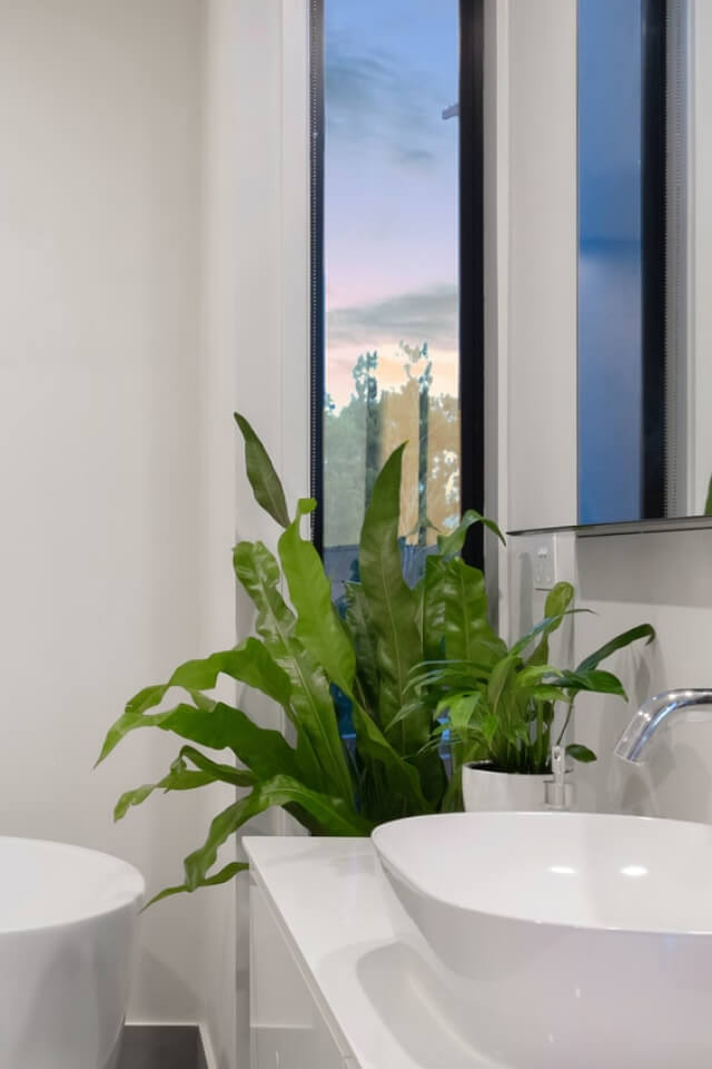 plants-shop-product-gallery-img-20 Birdnest Japanese - Image 2